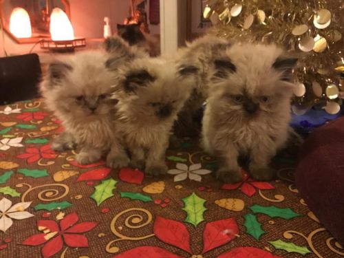 Persian CFA white female kittens/Text or call ***
