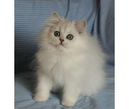 Persian Cats for sale in Los Angeles, CA, USA. price: $380