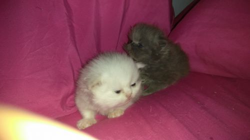 Person Kittens, now taking deposit