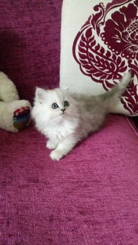 Beautiful Pedigree Chinchilla Persian Kitten.(***) ***-***9