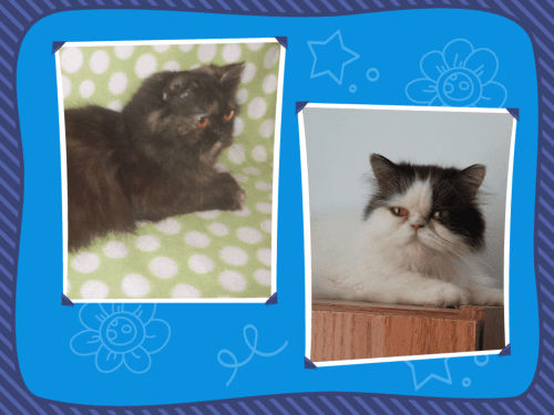 Beautiful Registered Himalayan & Persian Cats & Kittens