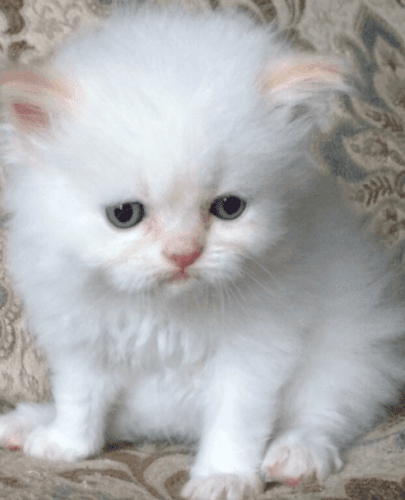 WELL TRAINED XMAS FEMALE PERSIAN KITTEN