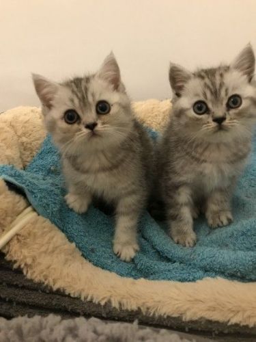 Beautiful Persian Kittens