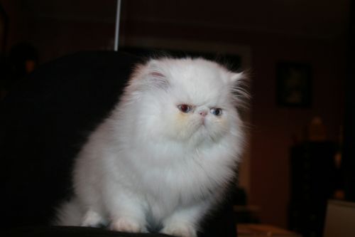 Persian Kittens For Sale