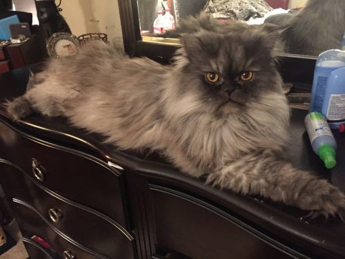 Dollface Persian Kitten 12wks (blue)