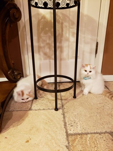 Persian kittens
