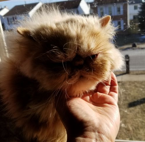 Persian Kitten for sale
