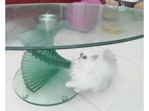 register Pure Persian kittens available now for new home