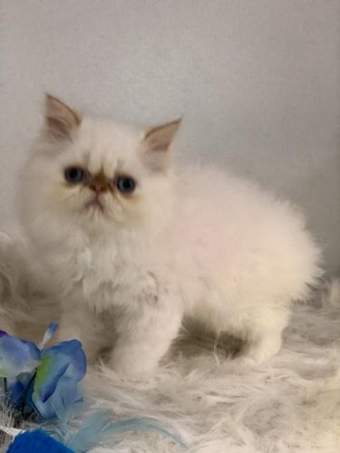 CFA registered Persian kittens