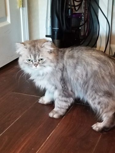 PERSIAN KITTEN FOR SALE Silver Mac Tabby