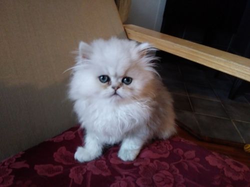 Persian Kitten for Sale