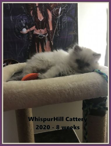 CFA Persian Male Blue Point Kitten