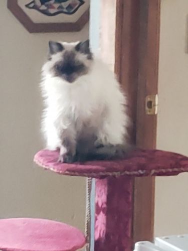 Himalayan Seal point