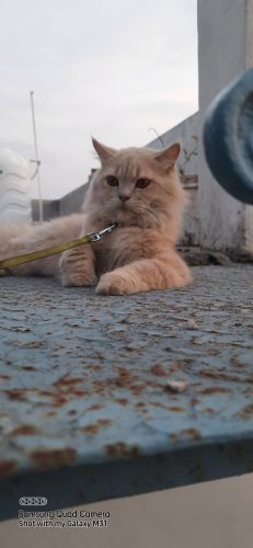 Persian Cats for sale in Bandlaguda, Nagole, Hyderabad, Telangana 500068, India. price: 3,000 INR