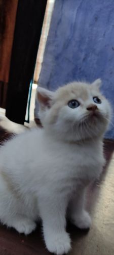 2months old kitten