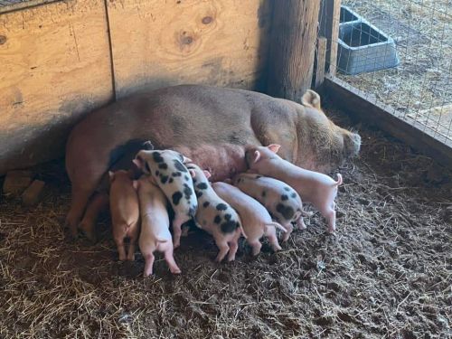 Kune Kune Mix Piglets