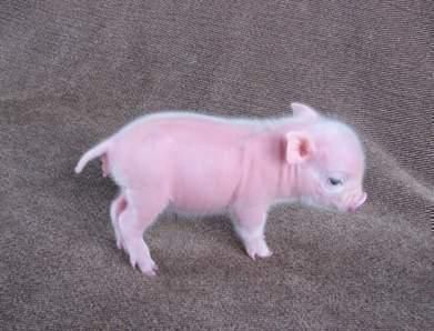 Micro Mini Teacup Piglets for Sale