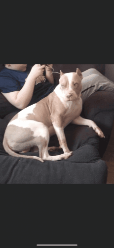 Selling full American pit bull puppies