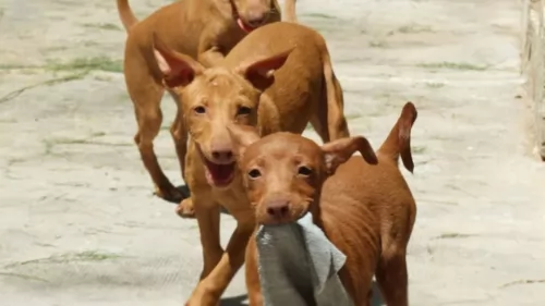 podenco andaluz puppies - health problems