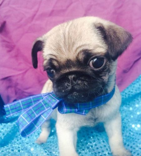 KC registered pug puppy