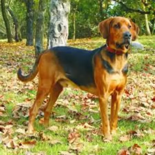 polish hound dog - characteristics