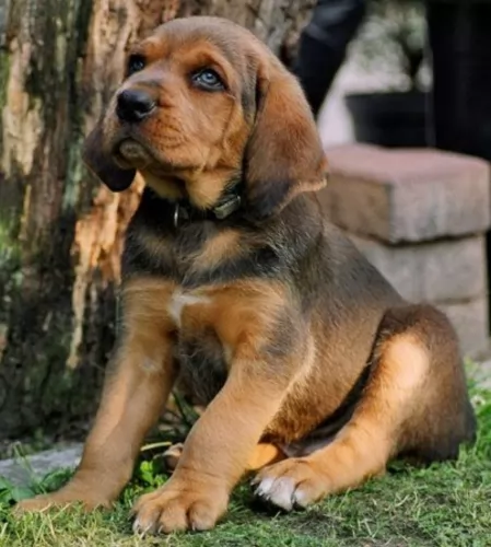 polish hound puppy - description