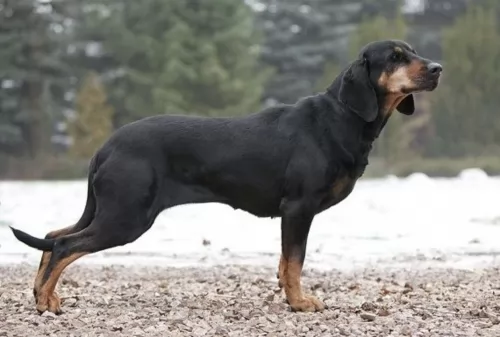 polish hunting dog dog - characteristics