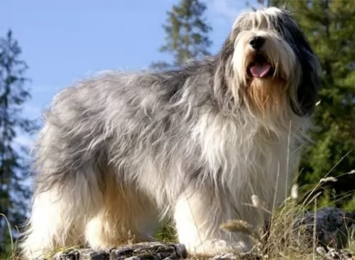 polish lowland sheepdog dog - characteristics