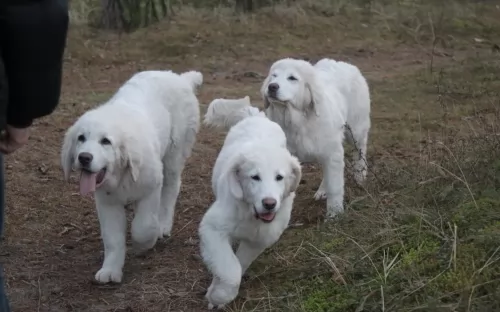polish tatra sheepdog dogs - caring