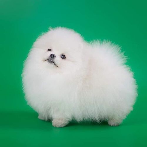 Pomeranian puppies for sale