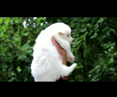 Pomeranian Puppies for sale in Laggere, Bengaluru, Karnataka 560058, India. price: 9,000 INR