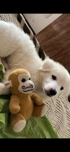 Pomeranian Puppies for sale in Mahipalpur, New Delhi, Delhi, India. price: 4,000 INR