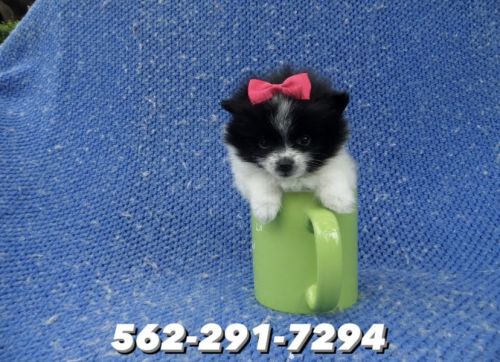 Adorable Pomeranian Puppies