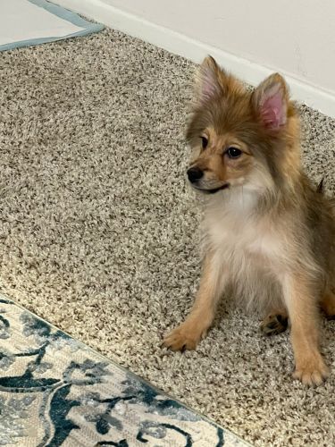 4 months old handsome boy