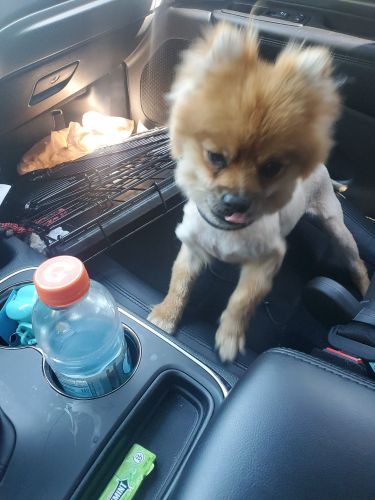 Pomeranian for sale