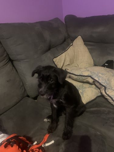 Pomeranian/schnauzer mix