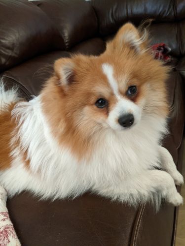 8 month old super cute male Pomeranian