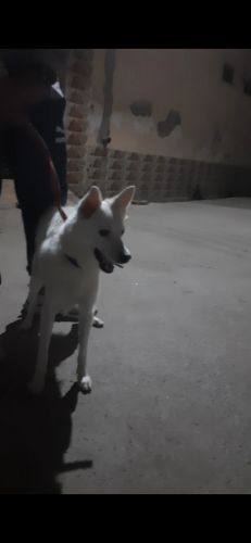 Pomeranian Puppies for sale in Gurugram, Haryana, India. price: 3,500 INR