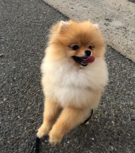 pomeranian puppies for sale