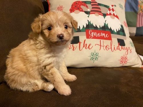 Shiranian Puppies in Tennessee