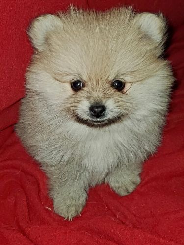 Pomeranian puppy