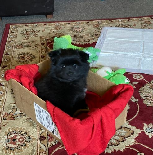 Black Pomeranian puppy / male