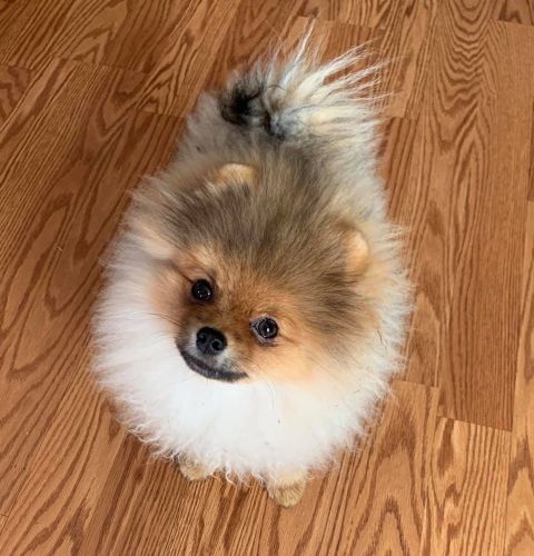 One year Old Male Pomeranian