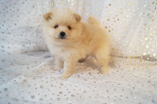 ELVIS. CKC Pomeranian. Male.