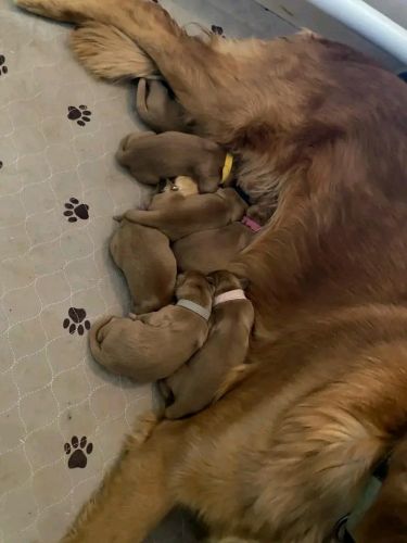 AKC Registered Golden retriever