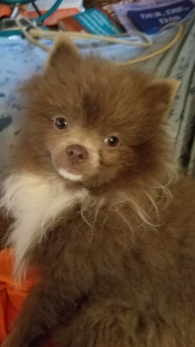 Male pomeranian puppy