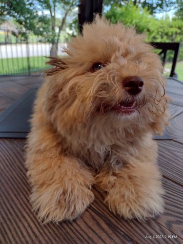 Pomapoo (pom × poodle) puppy for sale ♡