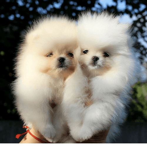 Beautiful Pomeranian