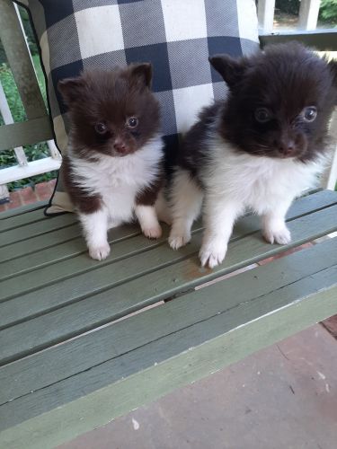 4 Pomeranian Puppies