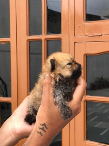 Pomeranian Puppies for sale in Ludhiana, Punjab, India. price: 6000 INR